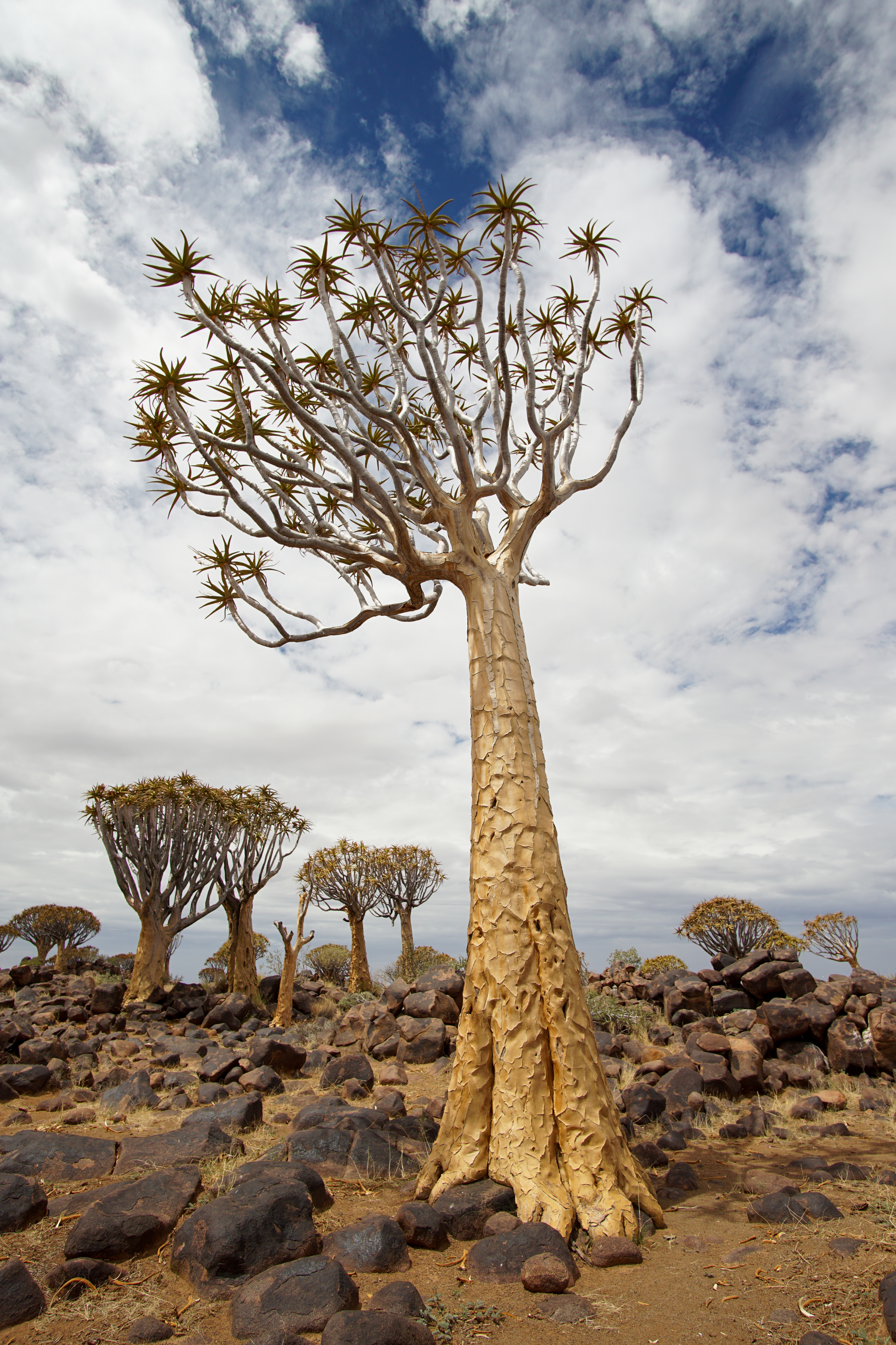 quiver tree forest namibia