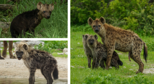 hyena-family-etosha