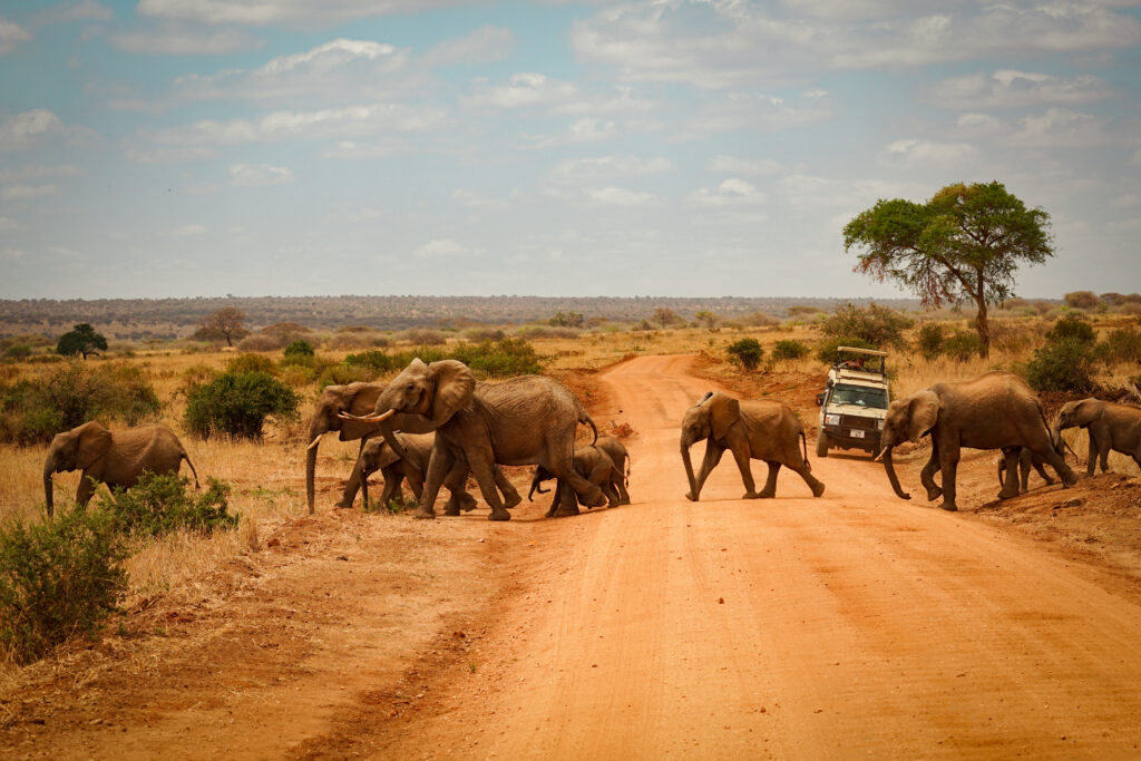 elephants crossing the road in Tarangire National Park