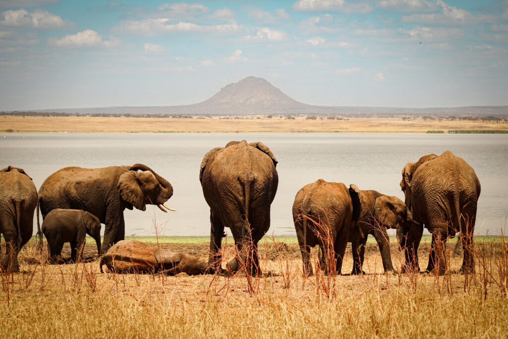 elephant herd in tarangire national park in front of silale swamp