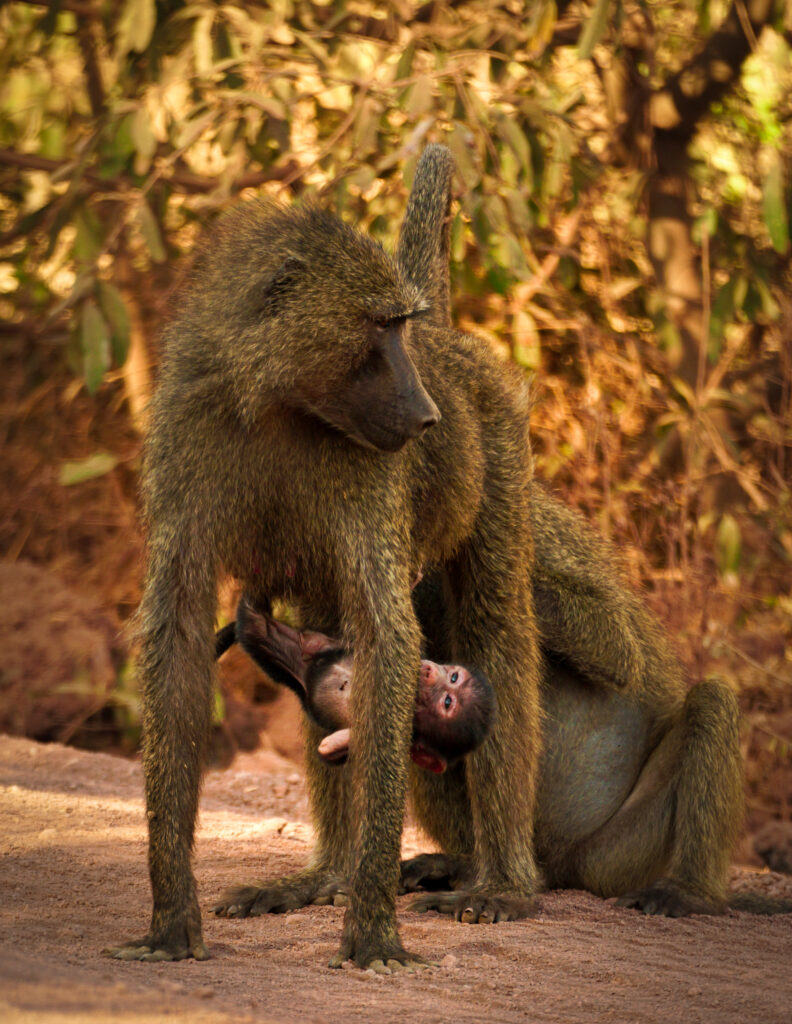 Mother monkey with baby monkey