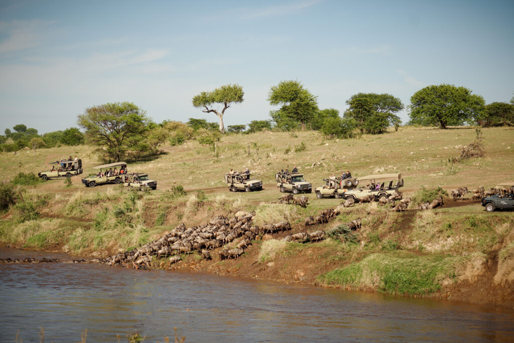Safari Jeeps watching great migration over the mara river crossing