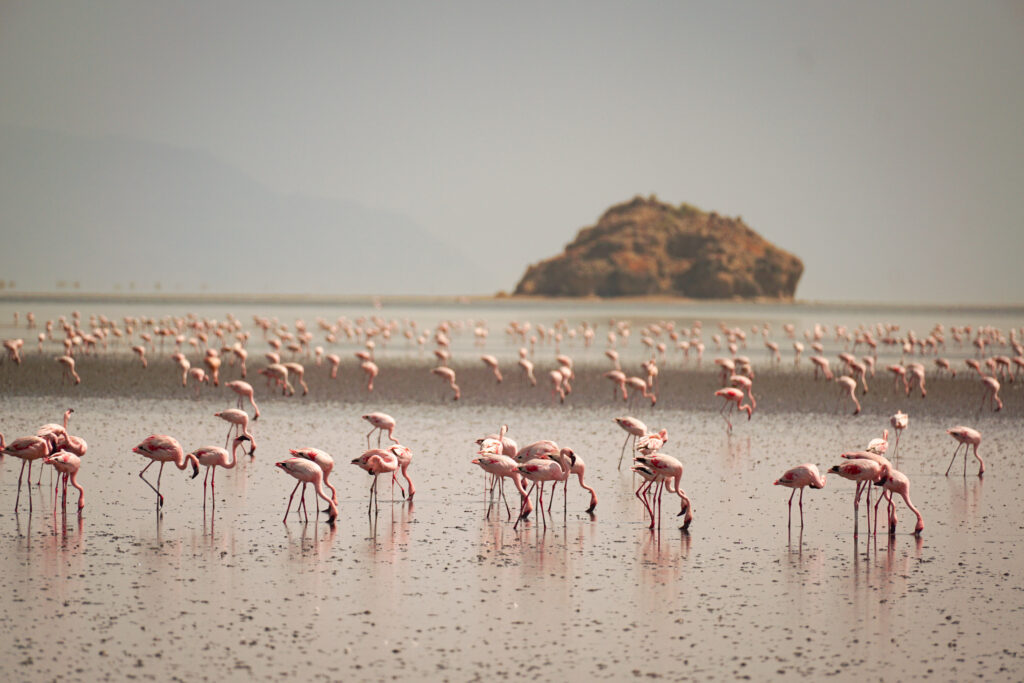 Flamingos on the shore of Lake Natron