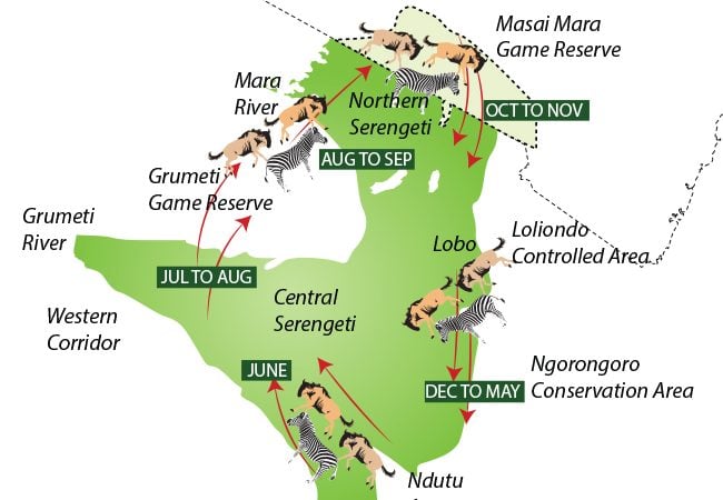 Diagram of the Great Migration cycle of wildebeest across Serengeti 